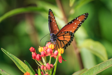 Queen Butterfly on Feeding Butterfly Weed