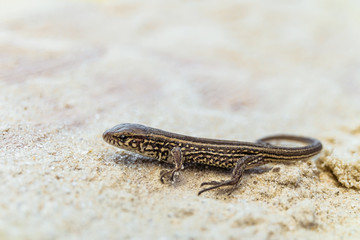 Young brown sand lizard on a sandy ground in the wild. Selective focus.