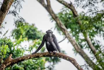Bonobo on a tree in the background of a tropical forest. Democratic Republic of the Congo. Africa.