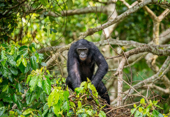 Bonobo on a tree in the background of a tropical forest. Democratic Republic of the Congo. Africa.