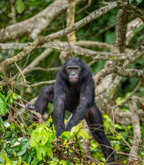 Bonobo on a tree in the background of a tropical forest. Democratic Republic of the Congo. Africa.