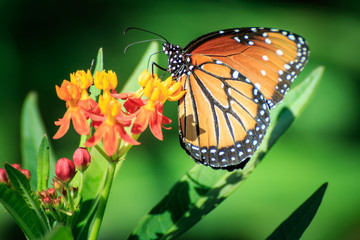 Queen Butterfly on Feeding Butterfly Weed