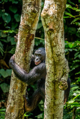 Bonobo on a tree in the background of a tropical forest. Democratic Republic of the Congo. Africa.