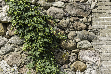 Stone wall of old barn, overgrown with hops. The end of the summer . Podlasie, Poland.