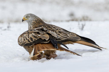 Couple Red Kite (Milvus Milvus) feeding on the snow