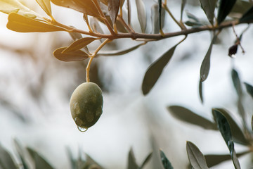 Ripe green olive fruit on branch in organic orchard