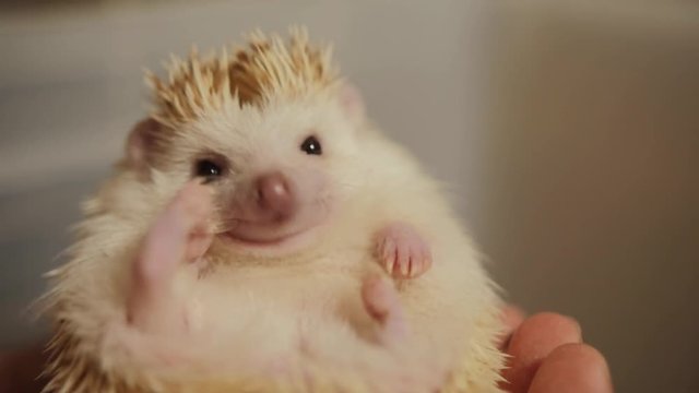 Unrecognizable female hands with black nail polish holding cute pet albino hedgehog pet indoors