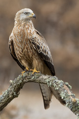 Red kite (Milvus milvus) perched on an oak trunk