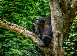 Bonobo on a tree in the background of a tropical forest. Democratic Republic of the Congo. Africa.