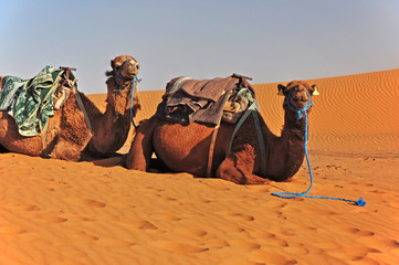 Fototapeta premium Two camels lying on the sand in the Sahara and waiting for tourists.Morocco, Africa.