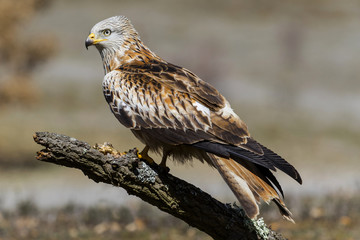 Obraz premium Czerwona kania (Milvus milvus) wznosi się na dębowym pniu na słońcu