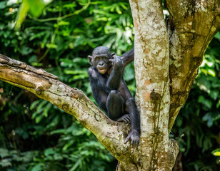 Bonobo on a tree in the background of a tropical forest. Democratic Republic of the Congo. Africa.