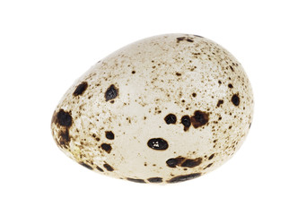 Quail egg on a white background