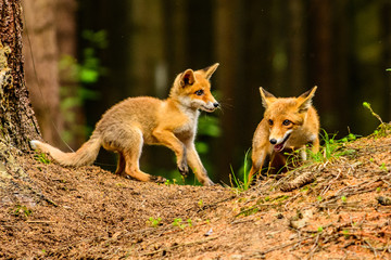 Red fox in the woods(Vulpes vulpes)