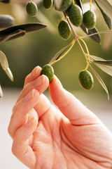 Female hand picking ripe olive fruit