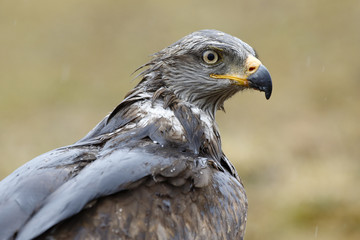 Black milan (Milvus migrans) portrait