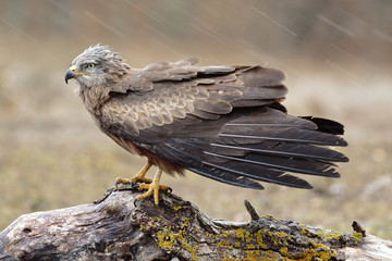 Black kite (Milvus migrans) perched on a log in the rain