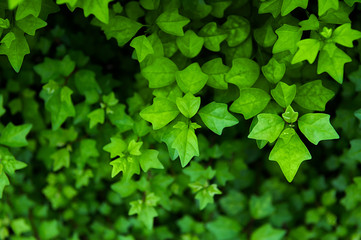 Fototapeta na wymiar Tropical leaf green nature background