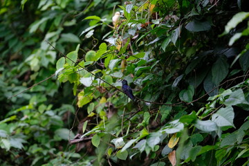 Bird in the tropical junle