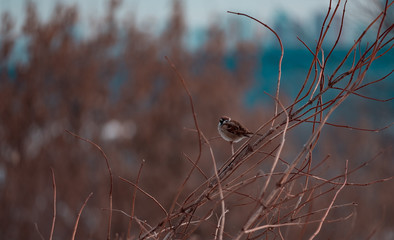 Sparrow on a branch close up in winter