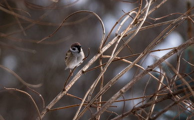 Sparrow on a branch close up in winter
