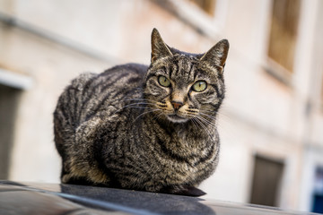 Streunende Katze auf einem Autodach