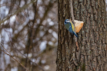Tits of bright color on branches in winter