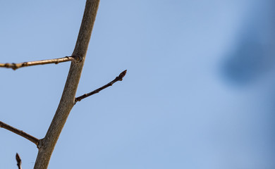 Leaves are sprouting and Growing with blue sky on branches