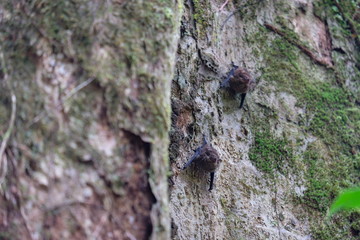 Two bats hiding on a tree trunk