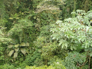Fototapeta premium Green jungle of costa rica