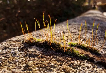 Translucent Thin Leaves Growing out of Moss in the Sunlight