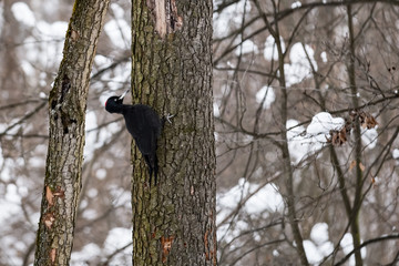 Forest woodpecker on a tree in a winter forest