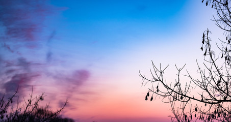 Red clouds at sunset through branches on a blue sky