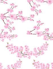 Obraz na płótnie Canvas Sakura. Two pictures with delicate lush flowers and cherry buds. Seamless without mesh and gradient in pastel colors. illustration