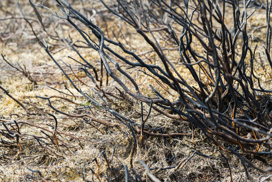 Verbranntes Buschland nach einem Waldbrand