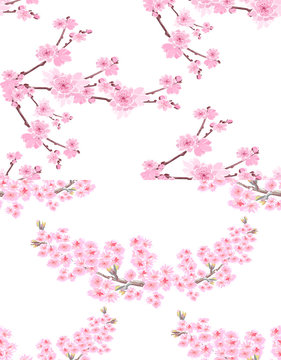 Sakura. Two pictures with delicate lush flowers and cherry buds. Seamless without mesh and gradient in pastel colors. illustration