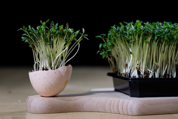 Cress sprouts on the kitchen table. Eggs and herbs in the kitchen before the holidays of the great night.