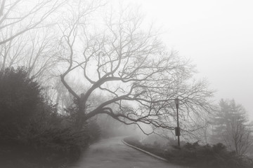 Fog at Fort Tryon Park
