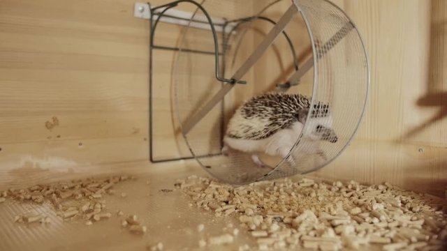 Little pet domesticated grey spiky hedgehog running on wheel in wooden cage, close up