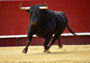 toro en espa&ntilde;a