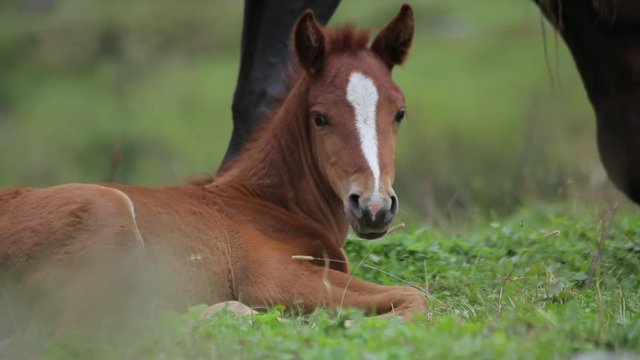 The Foal Lies On The Meadow And Looking At The Camera