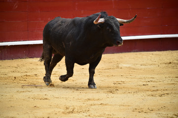 toro español