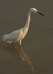 Snowy egret bird and reflection estuarine wetland Unare lagoon Venezuela
