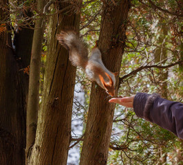 Squirrel takes the nut from the girl's hand. Kislovodsk, Russia