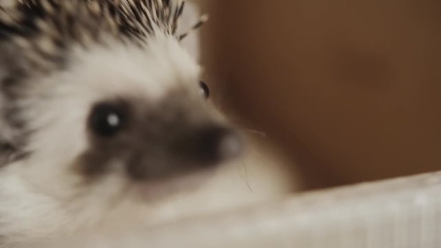 Little pet domesticated grey spiked hedgehog sniffing around on on wooden cage floor covered in sawdust, close up
