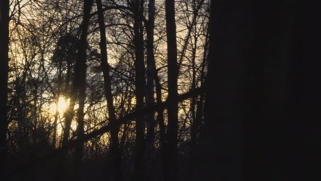 Early spring sunset in the forest
