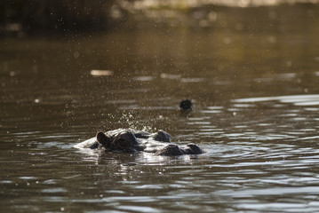 Hippopotamus on the surface , Kruger National Park , Africa