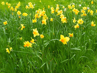 Fototapeta premium Yellow blooming daffodils in green grass. Springtime in London