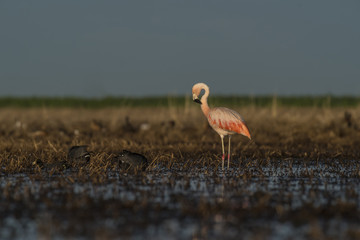 Obraz na płótnie Canvas Flamingos, Patagonia Argentina