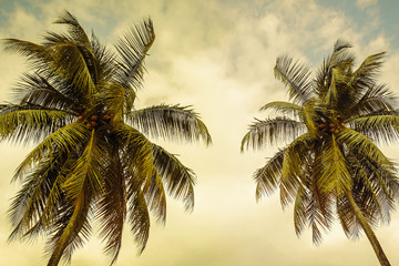 Fototapeta na wymiar beautiful tropical background with palm trees at sunset, toning